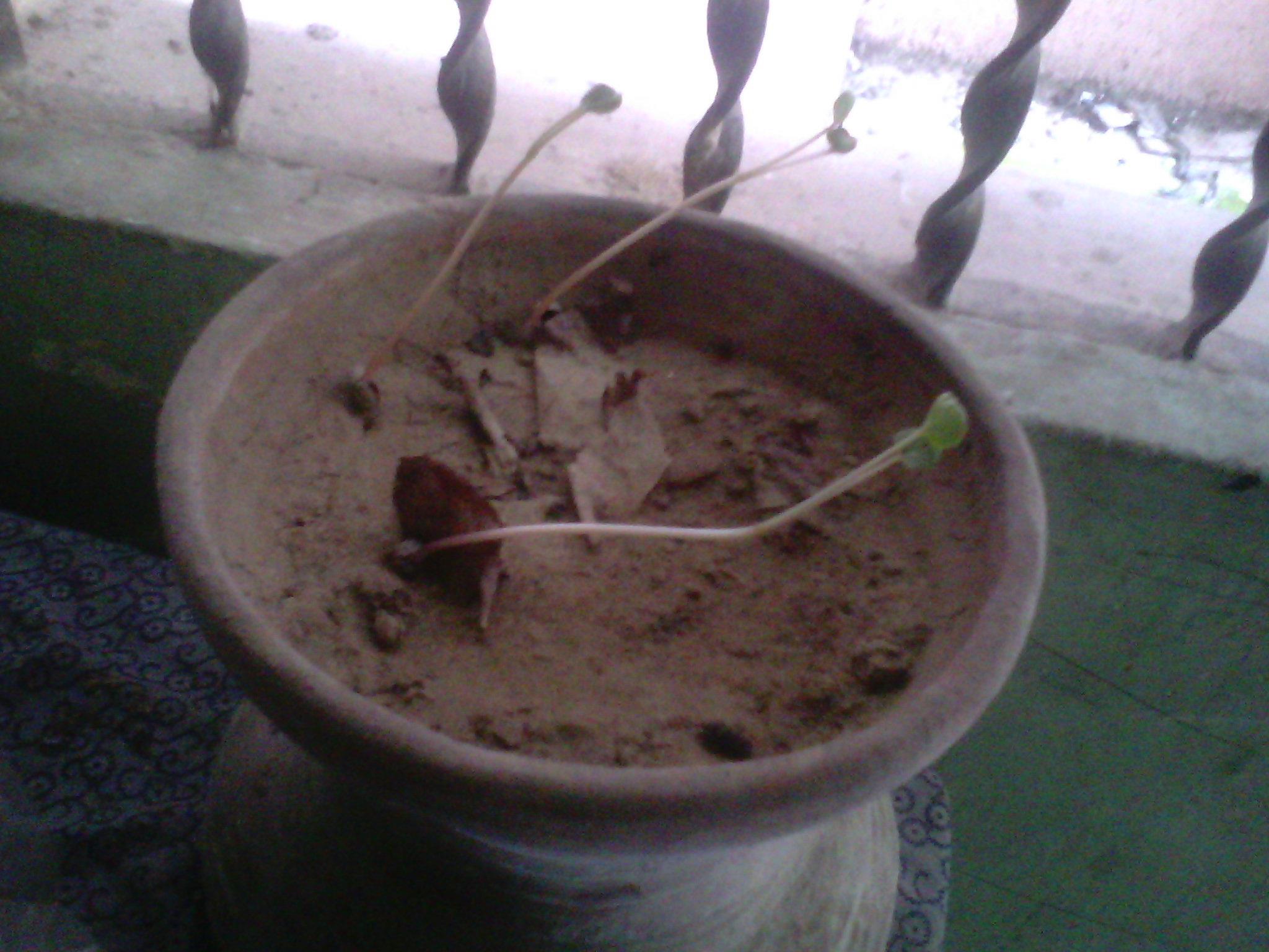 New Seedlings Have Grown in Ayesha’s Tub